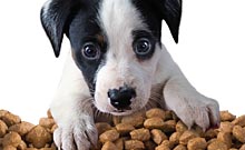Alimentation et friandises pour chiens