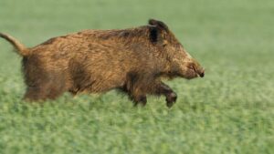 Un sanglier charge un gendarme