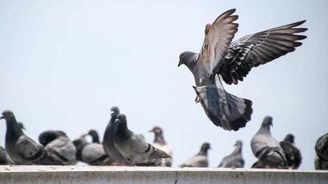 Les tirs à la carabine sur les pigeons de Sablé-sur-Sarthe dans le viseur  de la justice