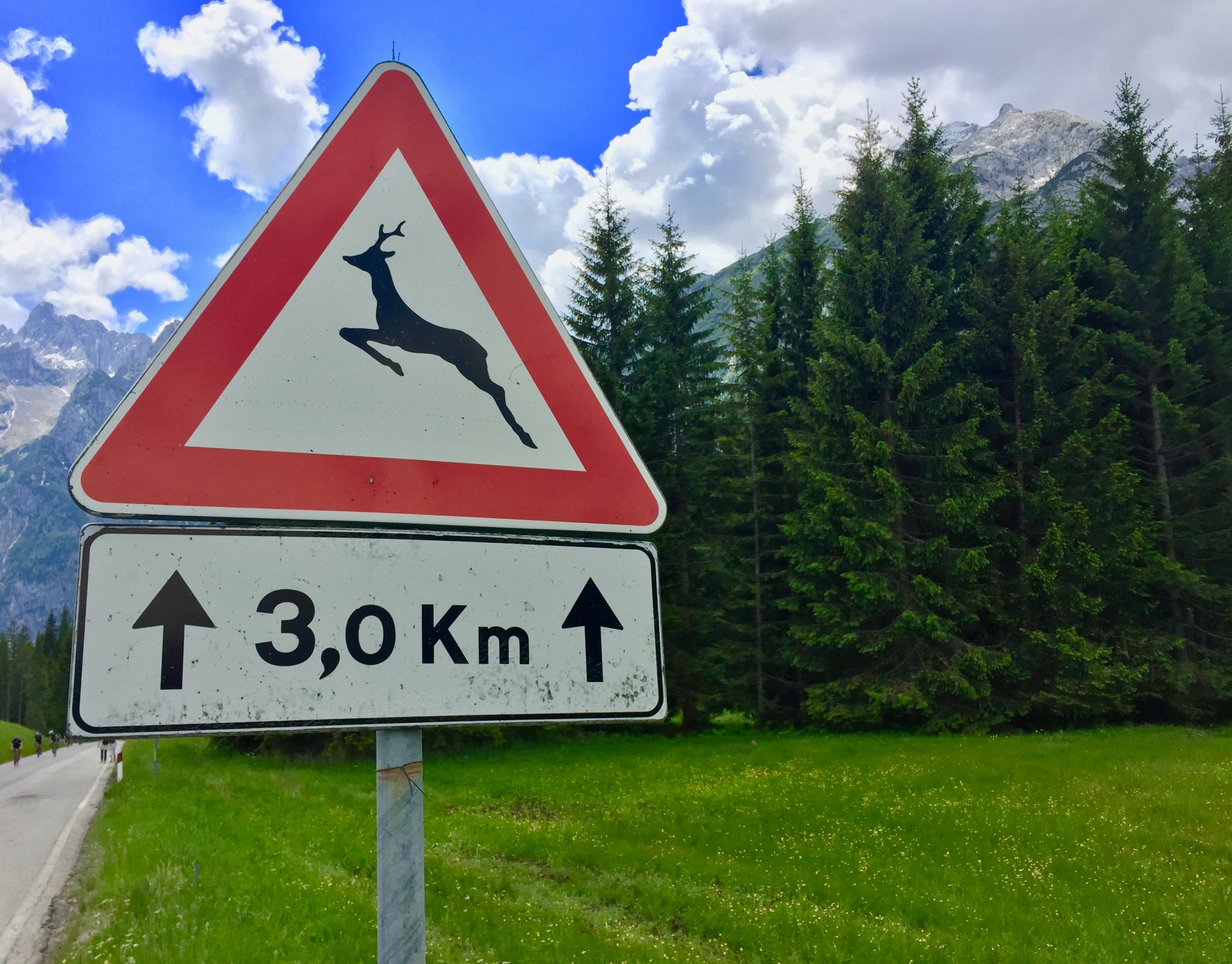 Sur les routes, pour éviter le gibier, les Landais ont leur système D