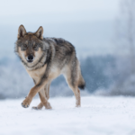 Loup en Haute Savoie